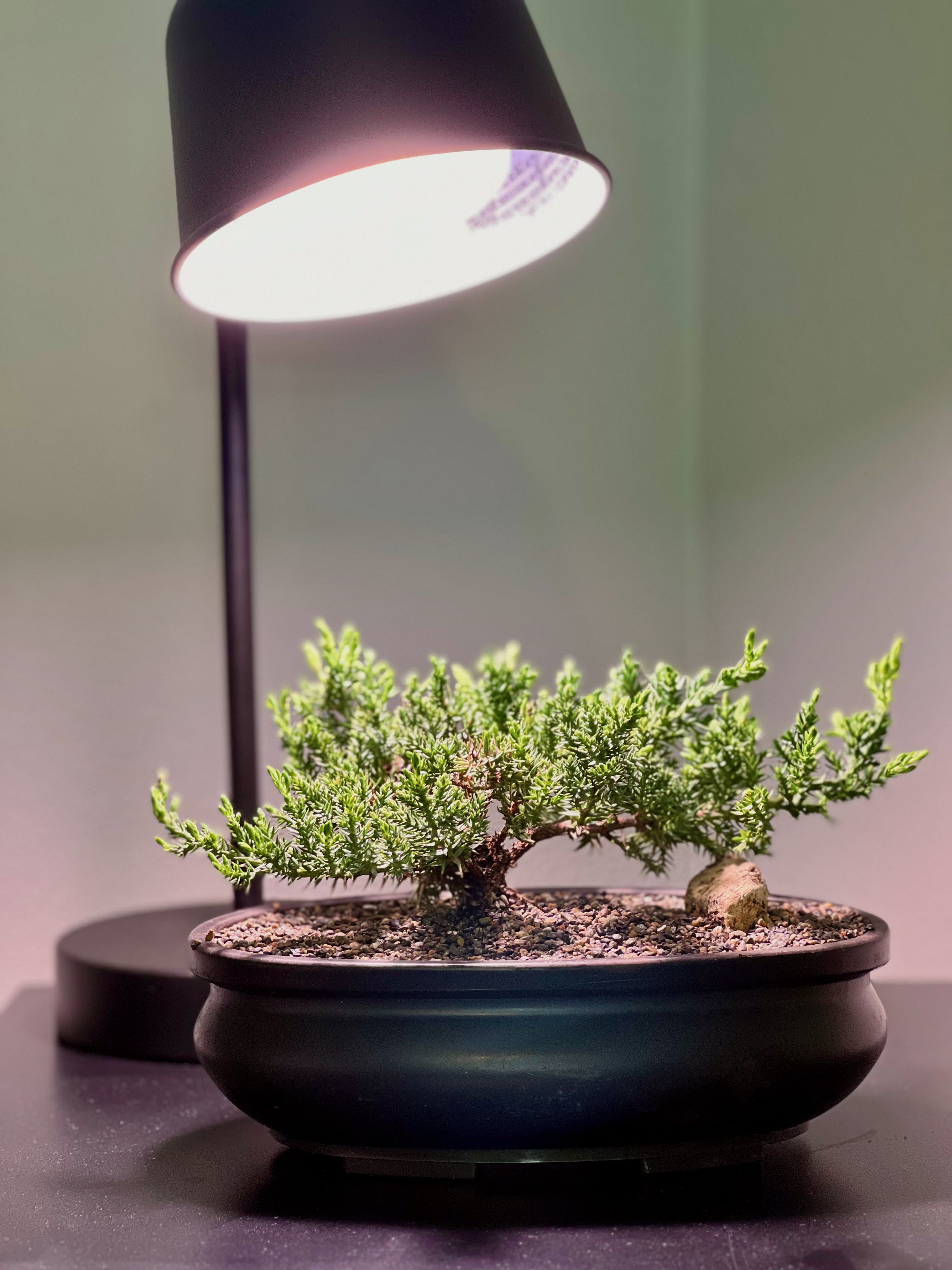 My bonsai tree